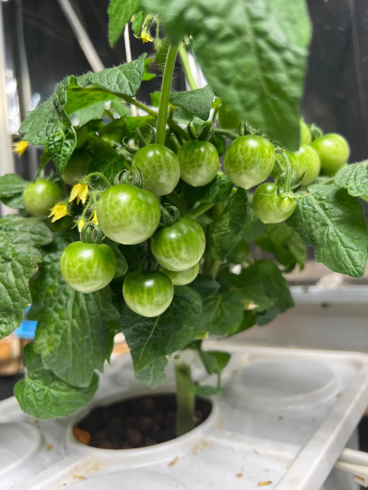 NatureTech Hydroponic - Tobato5 - Tomato banner
