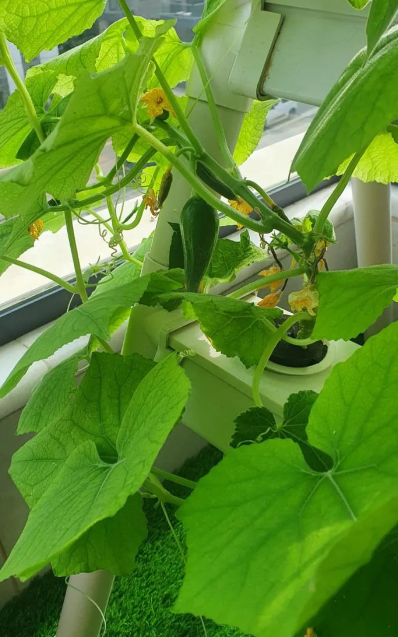 A NatureTech customer's plants growing at home