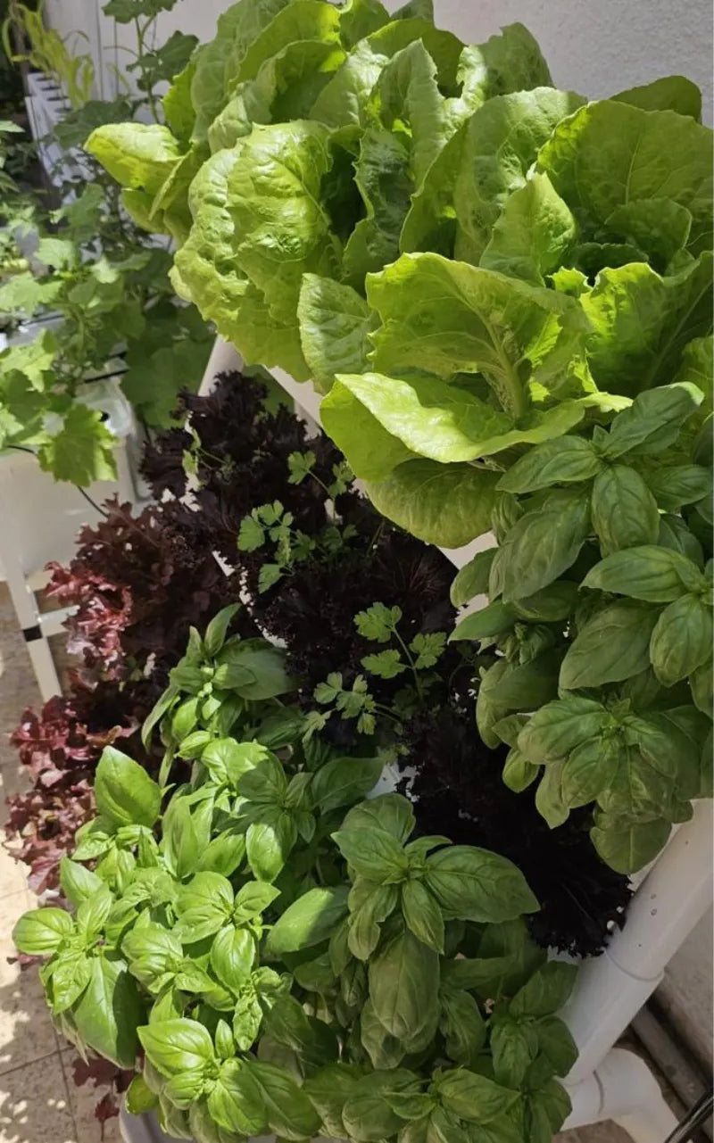 A NatureTech customer's plants growing at home