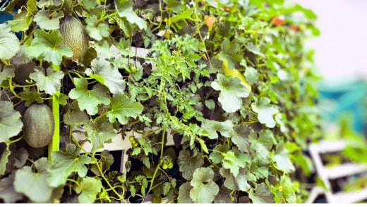 A close-up of dense vines, ripe melons, and tomatoes growing on a Wally wall garden.