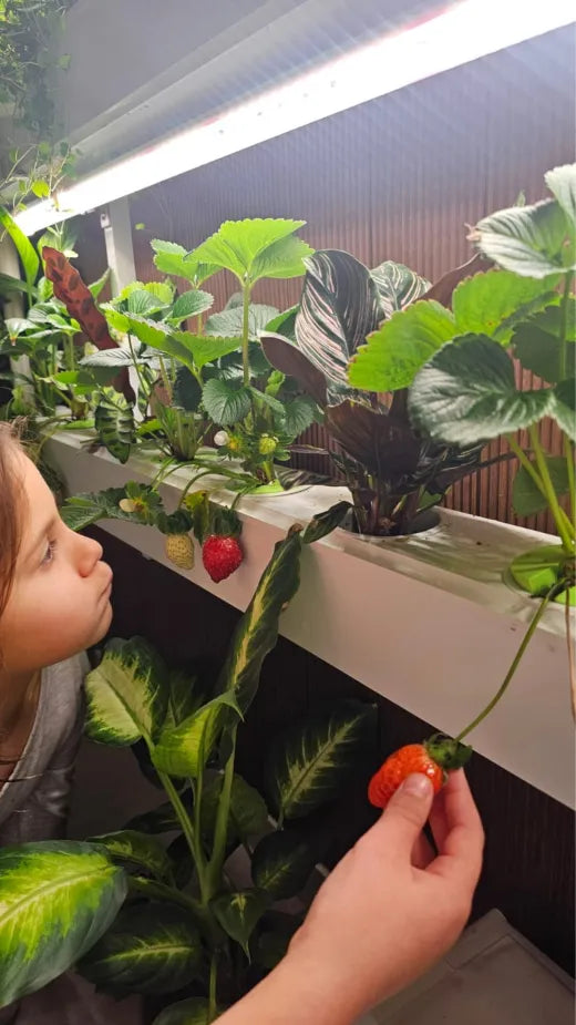 A child standing close to a Wally wall, looking at ripe strawberries growing under grow lights.