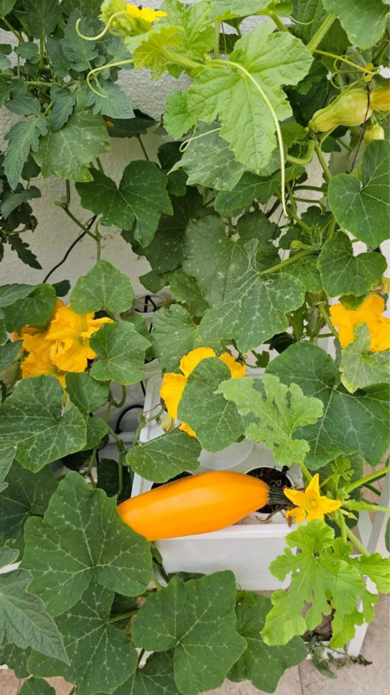 A NatureTech customer's plants growing at home