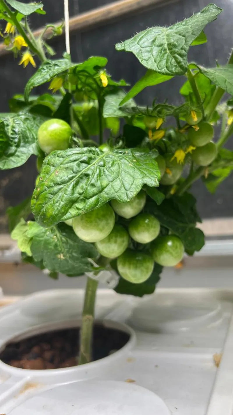 A NatureTech customer's plants growing at home