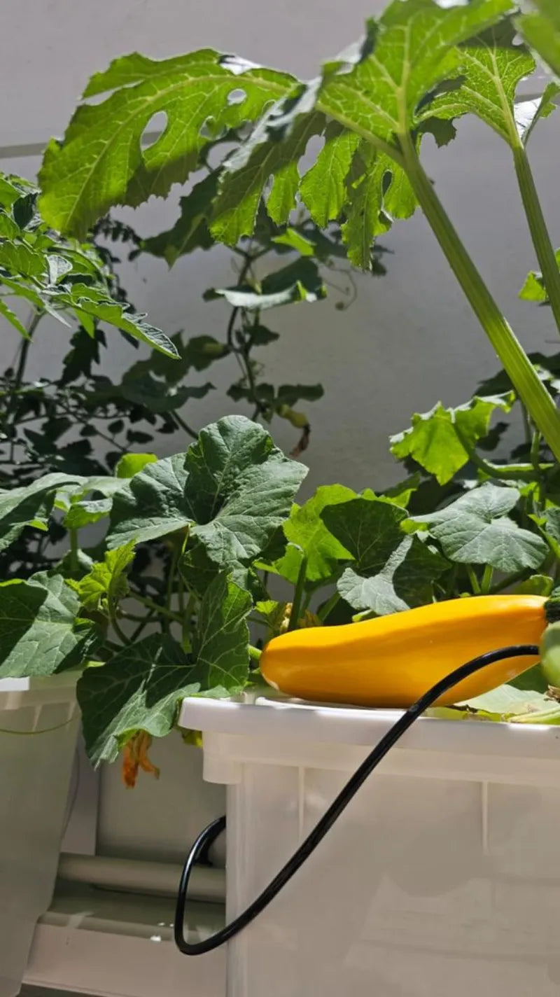 A NatureTech customer's plants growing at home
