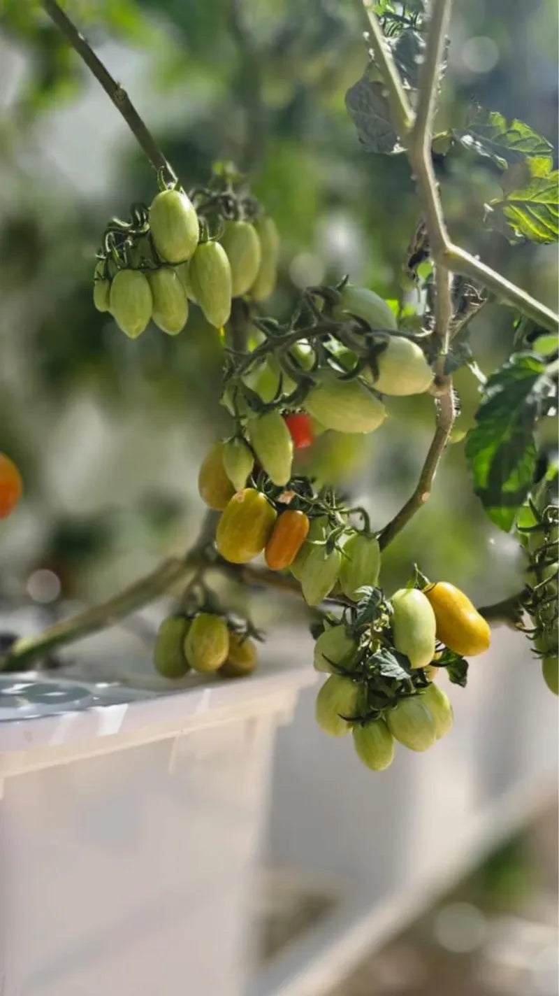 A NatureTech customer's plants growing at home