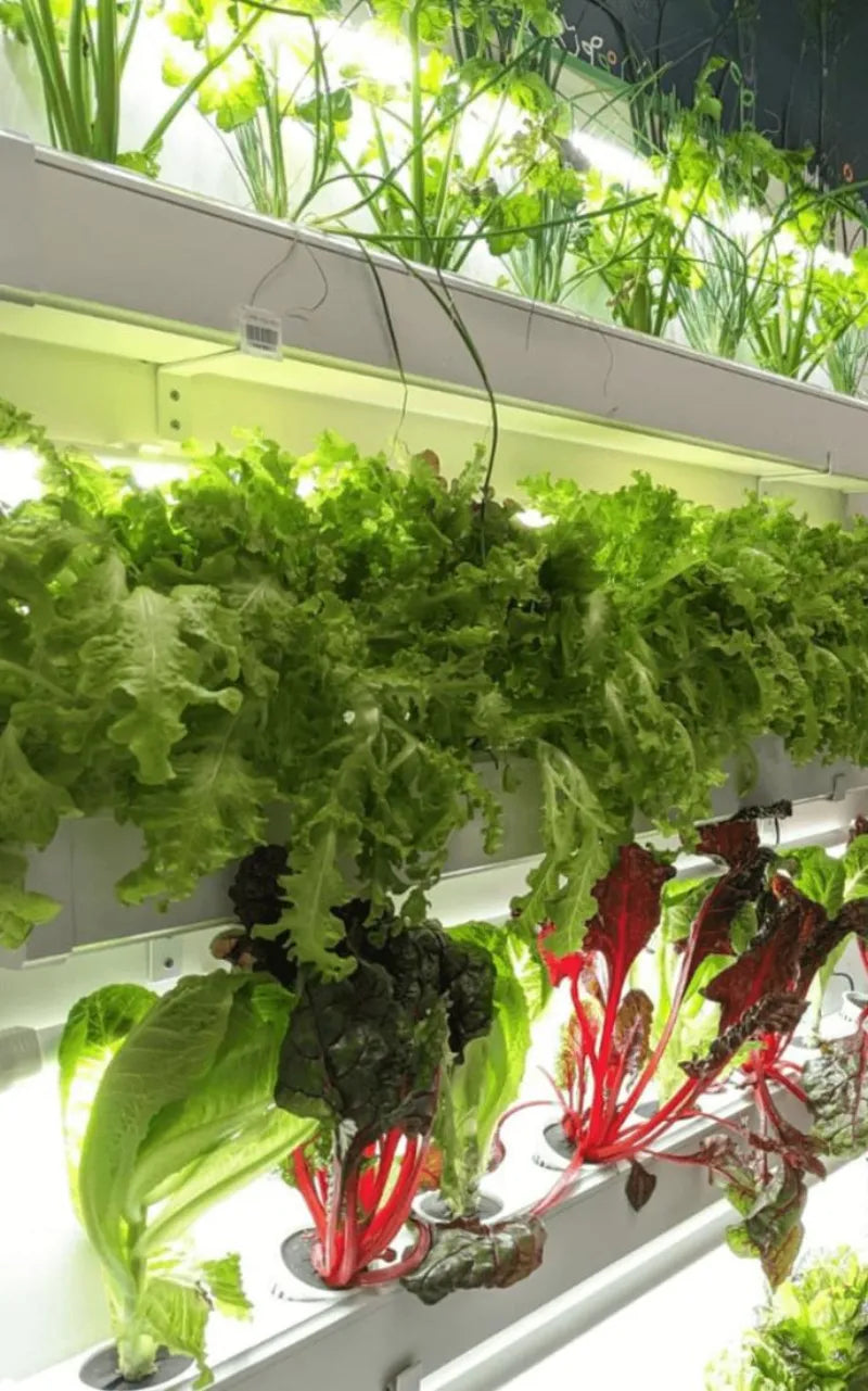 A NatureTech customer's plants growing at home