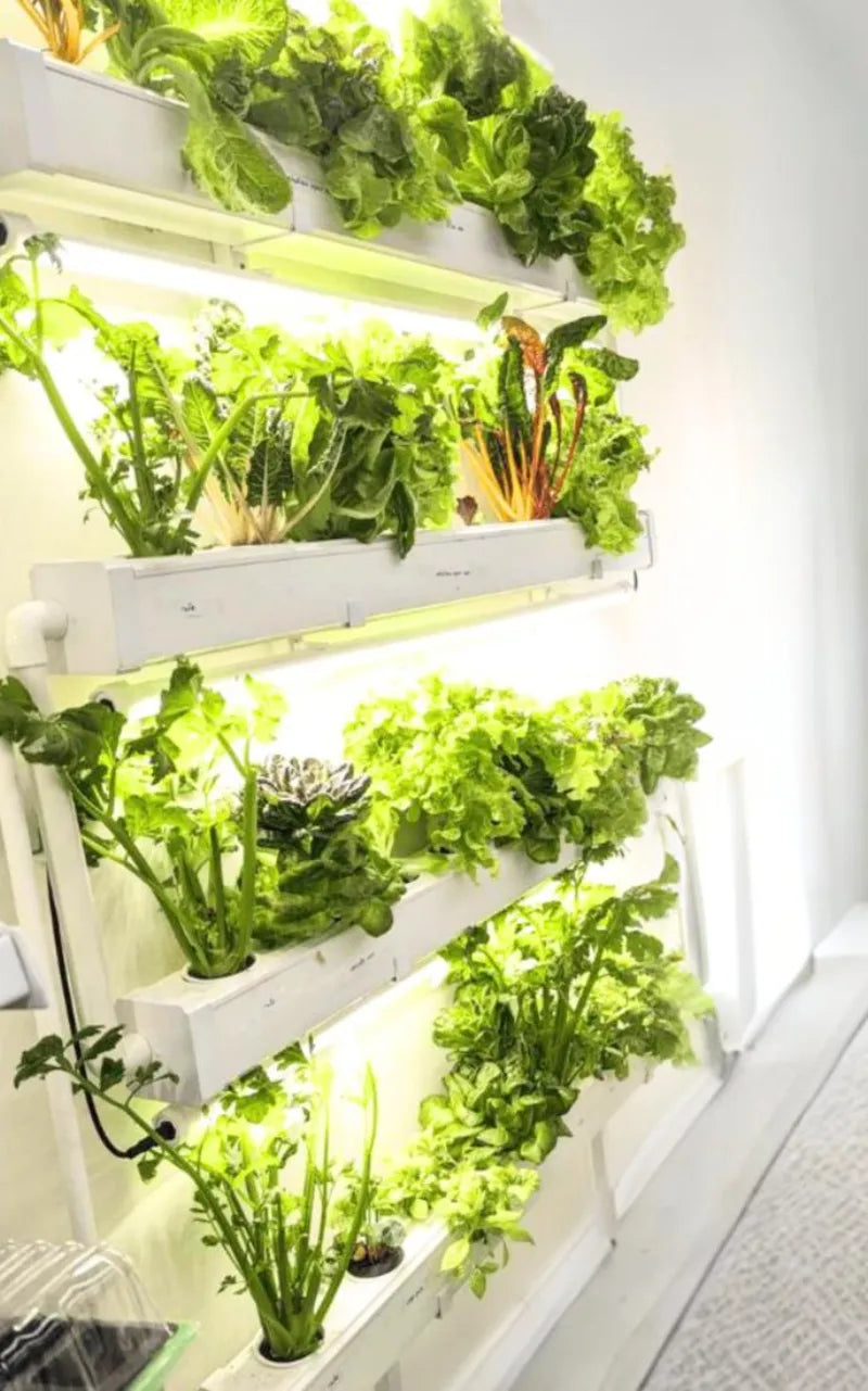 A NatureTech customer's plants growing at home