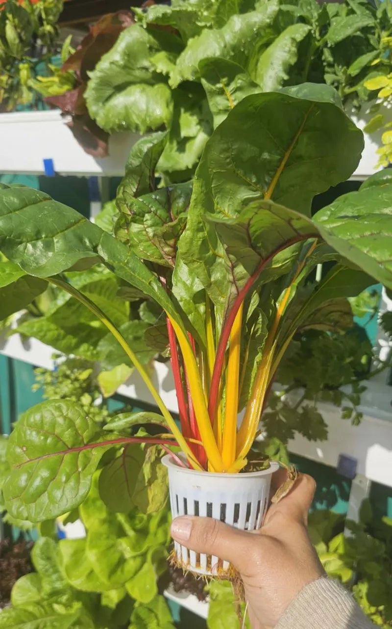 A NatureTech customer's plants growing at home