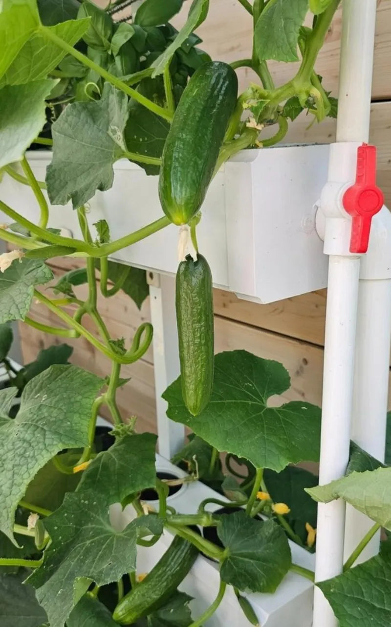 A NatureTech customer's plants growing at home
