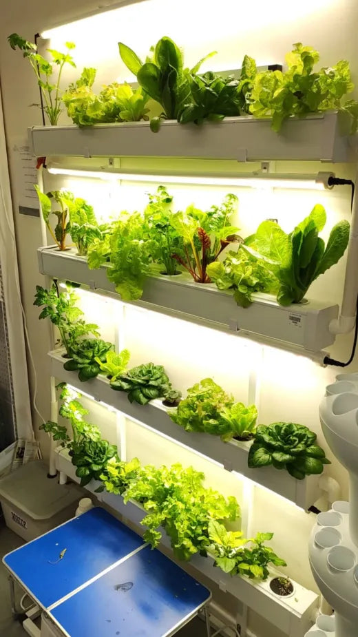 An indoor Wally wall packed with mature lettuces, chard, and herbs under bright grow lights.