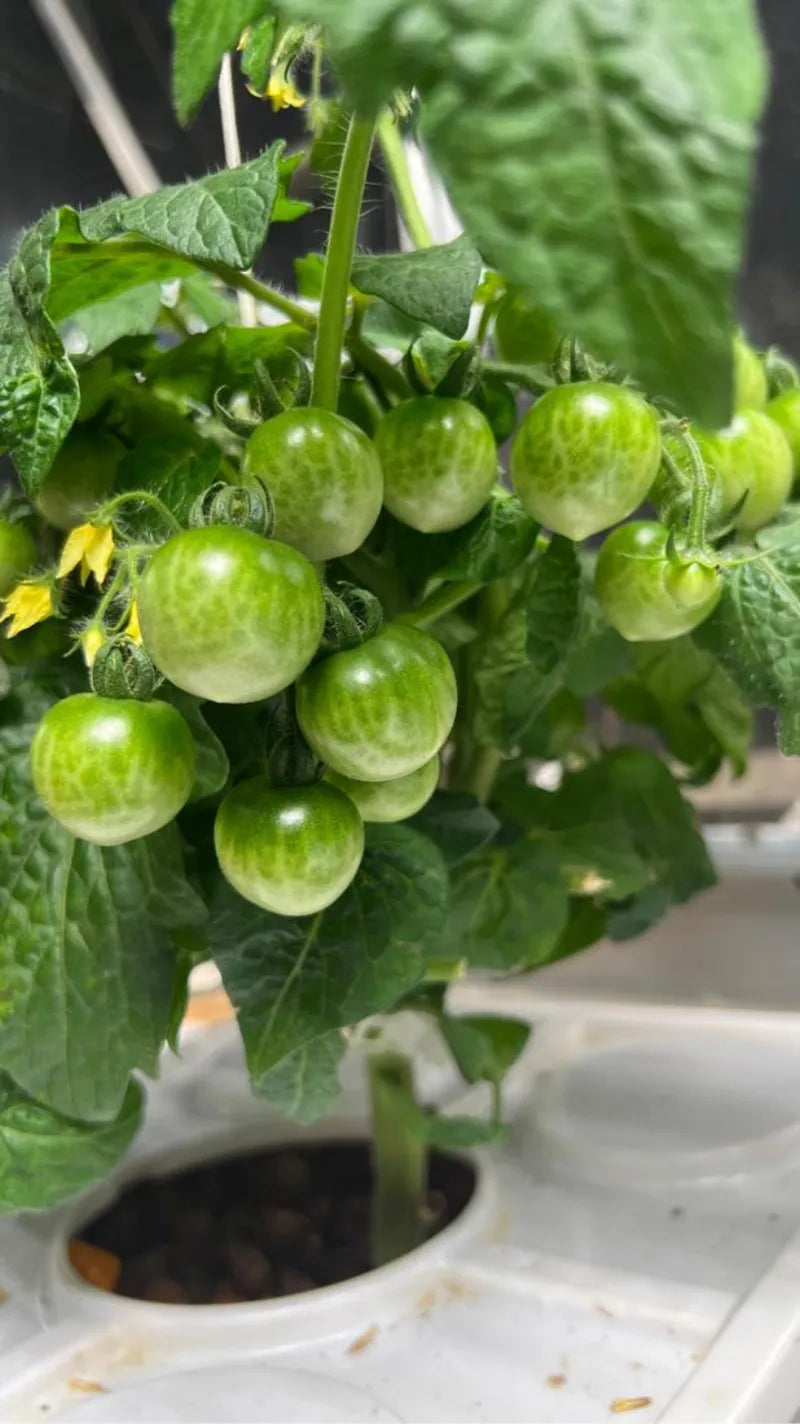 A NatureTech customer's plants growing at home