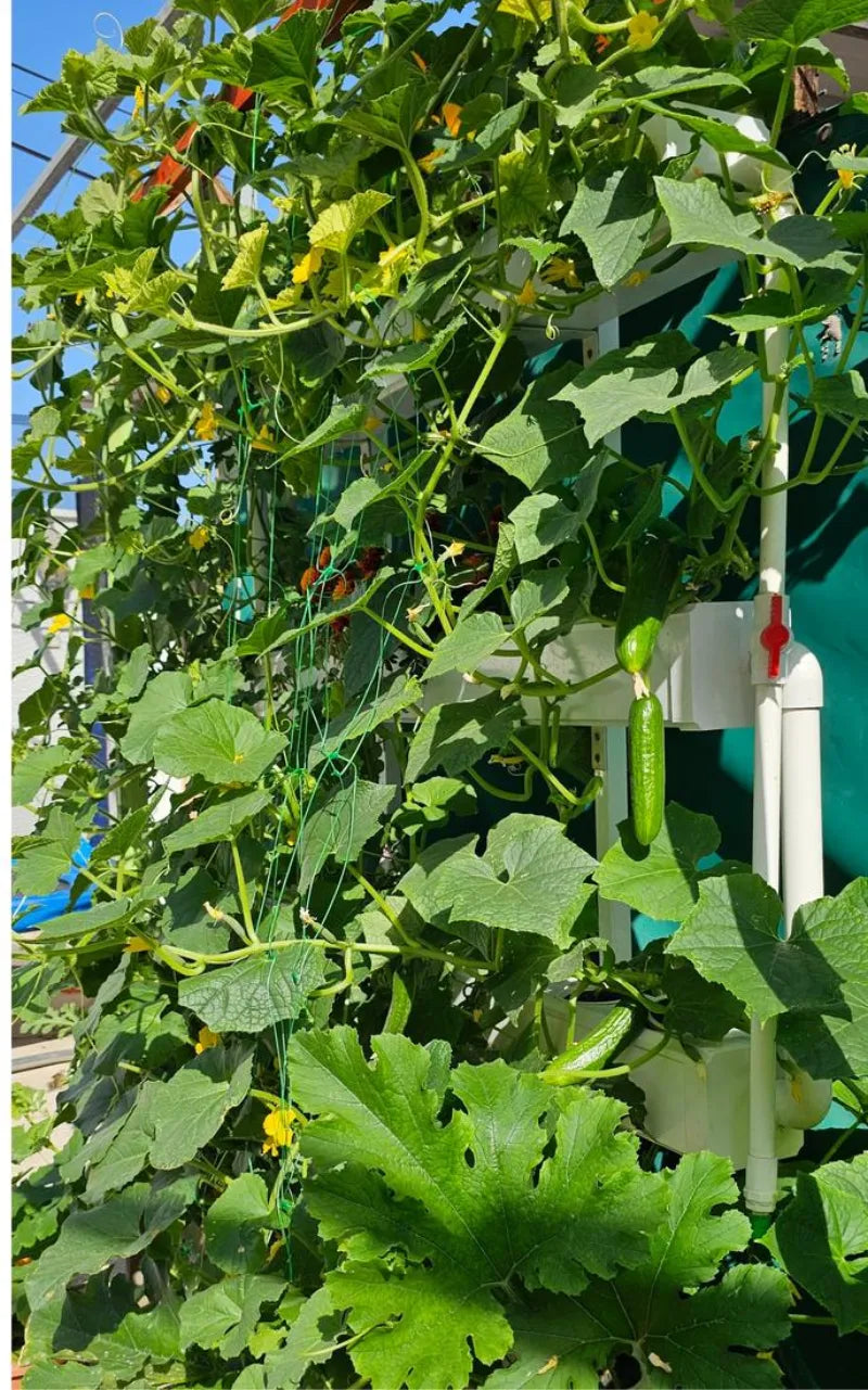 A NatureTech customer's plants growing at home