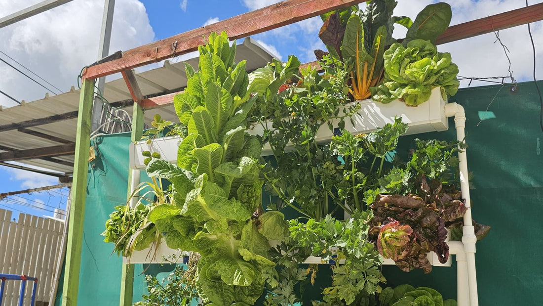 Harvest All Year: Seasonal Tips for Optimal Growth in Your Hydroponic Garden