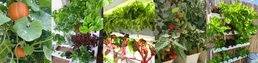 Plant Versatility in Hydroponics: What Can and Can't You Grow