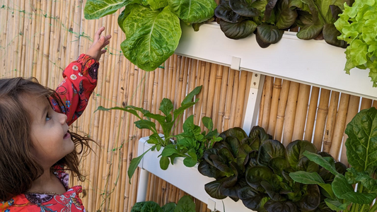 Greener Living: 7 Environmental and Health Perks of Hydroponic Gardening