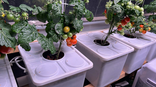 Navigating Drip System Clogs: A Hydroponic Grower's Guide to Clear Flow