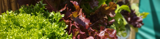 Healthy Harvests: The Nutritional Value of Hydroponically Grown Produce