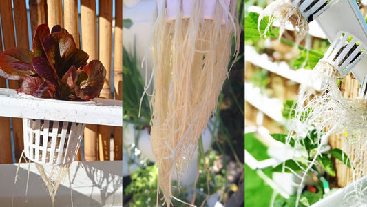 Root Health in Hydroponics: 6 Tips for a Thriving Garden