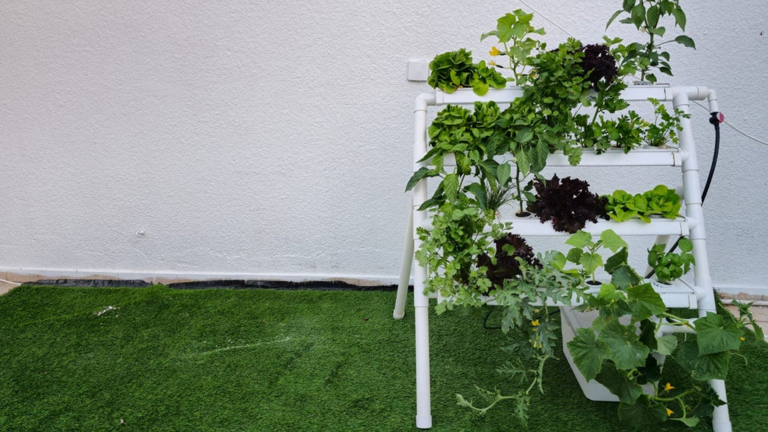 The Beginner's Guide to Starting Your First Hydroponic Garden in an Apartment