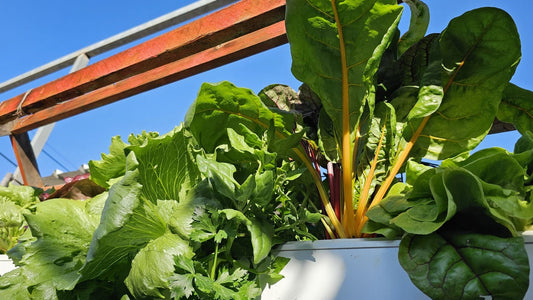 Introduction to Hydroponics: Understanding Different Growing Systems