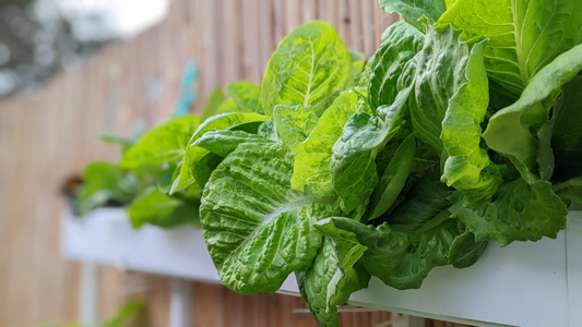 Leafy Greens: Best Lettuce Varieties for Your Hydroponic Garden