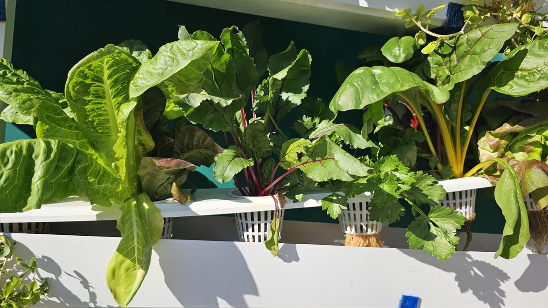 Grow Like a Pro: What Your Plants Need to Thrive in a Hydroponic System