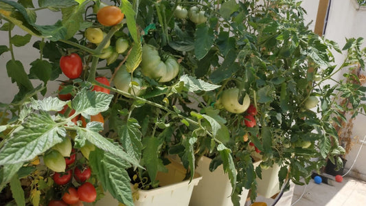 The Hydroponic Tomato: Growing Juicy Tomatoes Indoors