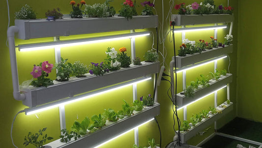 Glow and Grow: A Hydroponic Gardener’s Guide to Lighting