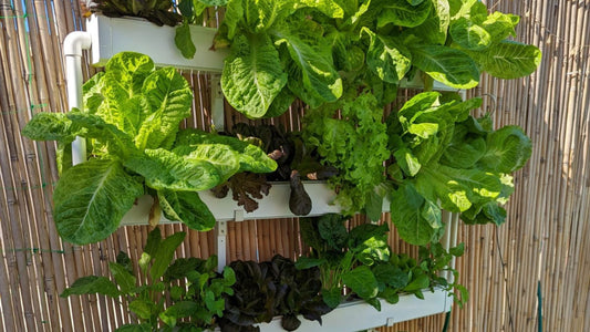 Disease Prevention in Hydroponics: How to Keep Your Garden Healthy