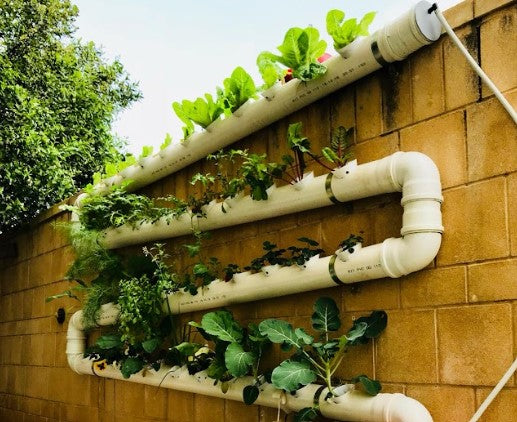 Water Meets Electricity: Safety Measures in Hydroponic Gardening