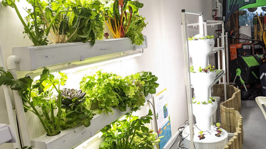 5 Ways LED Lighting in Hydroponics Can Help Your Plants Grow