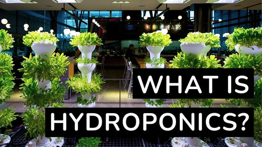 What is Hydroponics?