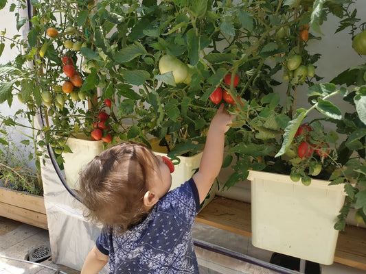 3 Reasons Why Hydroponic Gardening Is A Smart Investment For Your Family and The World In the 21st Century
