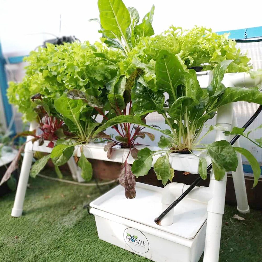 The Complete Guide On Choosing A Hydroponic System That’s Right For You