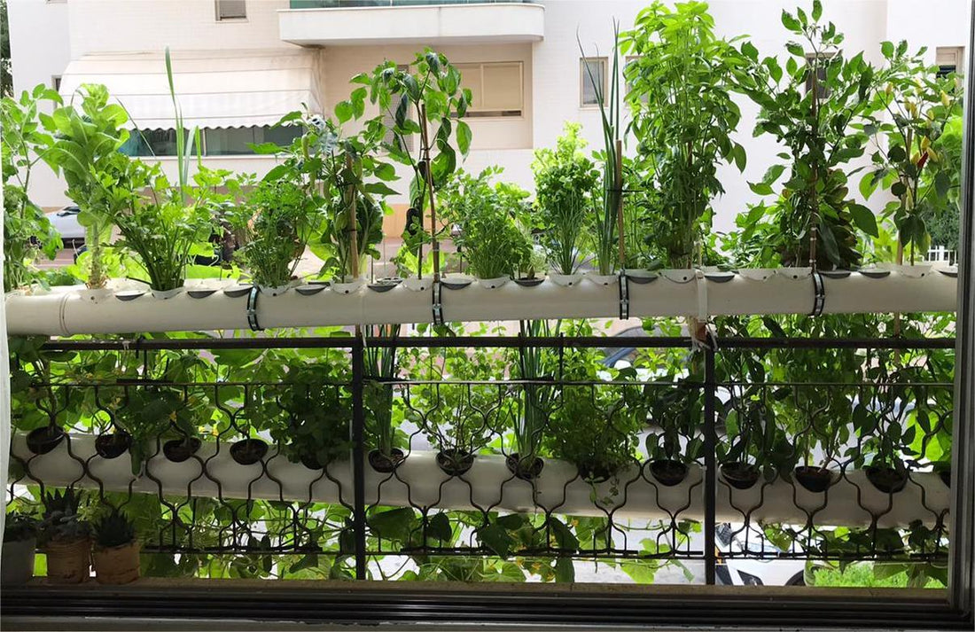 Herb Haven: Cultivating a Year-Round Hydroponic Herb Garden