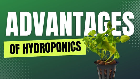 Advantages of Hydroponics