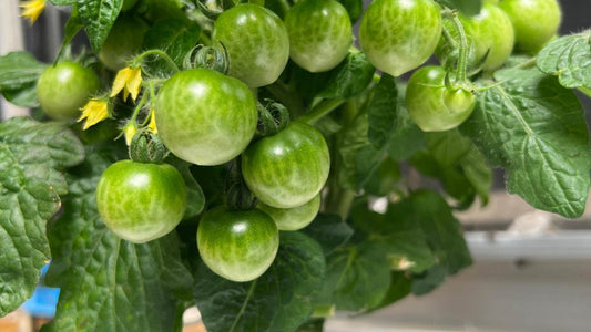 Grow All Year Round: Hydroponics as a Smart Alternative to Greenhouse Heating