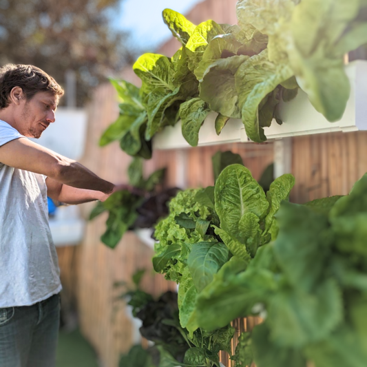 Thriving Without Soil: A Comprehensive Guide to Hydroponic Fertilization