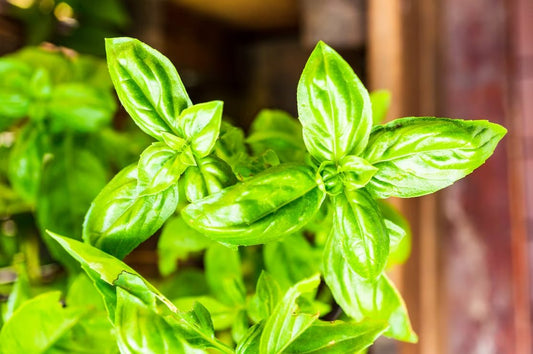 11 Easiest Crops to Grow with Hydroponics