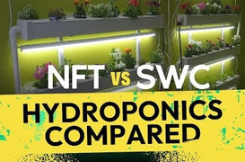 Hydroponics Compared: Nutrient Film Technique vs. Shallow Water Culture Systems