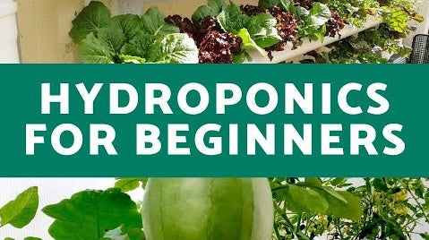 Hydroponics for Beginners: Everything You Need to Know for Successful Hydroponic Growth