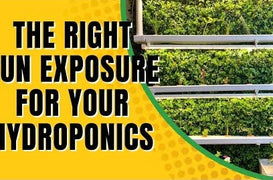 Choosing The Right Sun Exposure For Your Hydroponic System