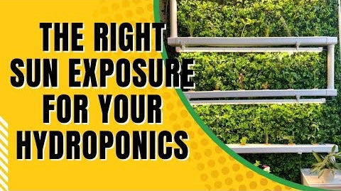 Choosing The Right Sun Exposure For Your Hydroponic System