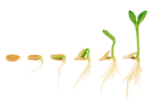 Seed to System: A Beginner's Guide to Germinating for Hydroponics