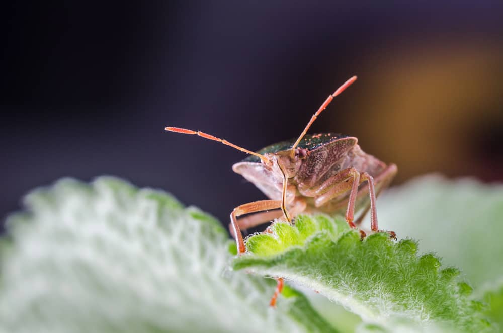 Managing Tarnished Plant Bug Infestations in Hydroponic Systems