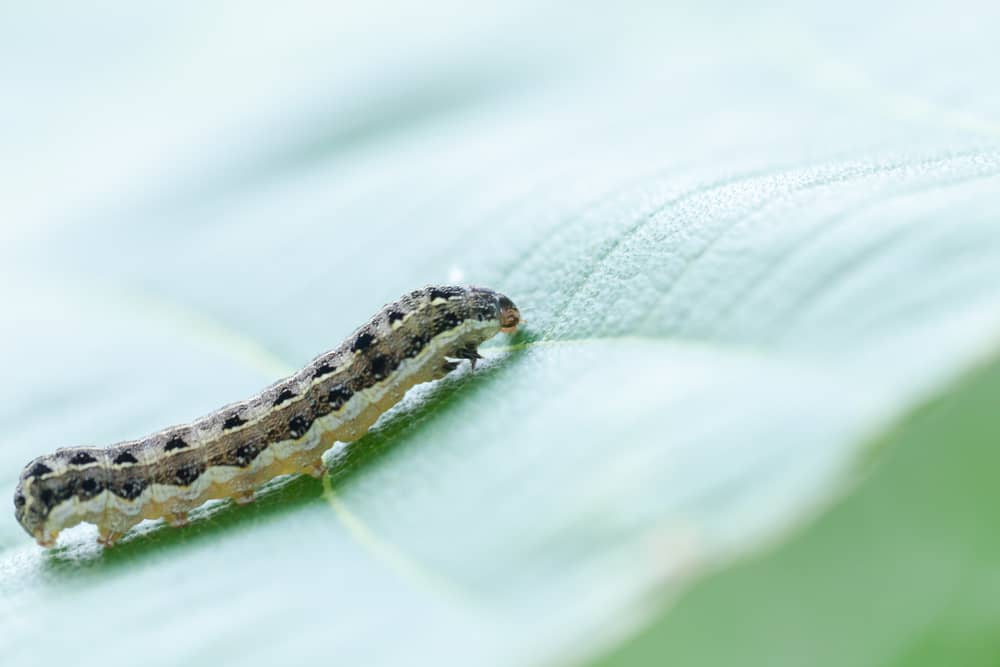 Managing Cutworms in Hydroponic Systems