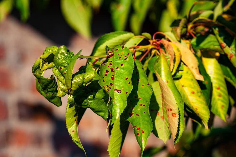 Managing Broad Mites in Hydroponic Systems
