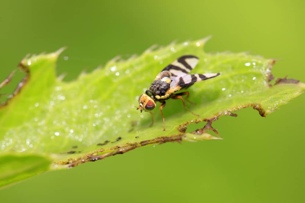 Managing Common Fruit Fly Infestations in Hydroponic Systems