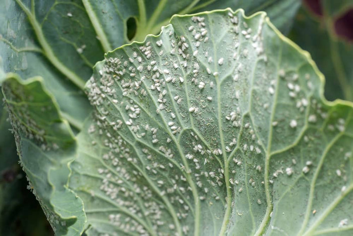 Managing Russet Mites in Hydroponic Systems
