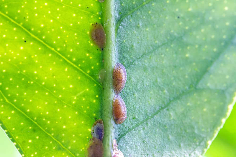 Combatting Scale Insects in Hydroponic Systems